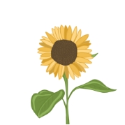 sunflower illustration